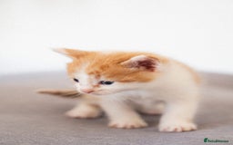 Mixed Breed cats for sale: 4 mixed breed kittens are looking home  - Image 10