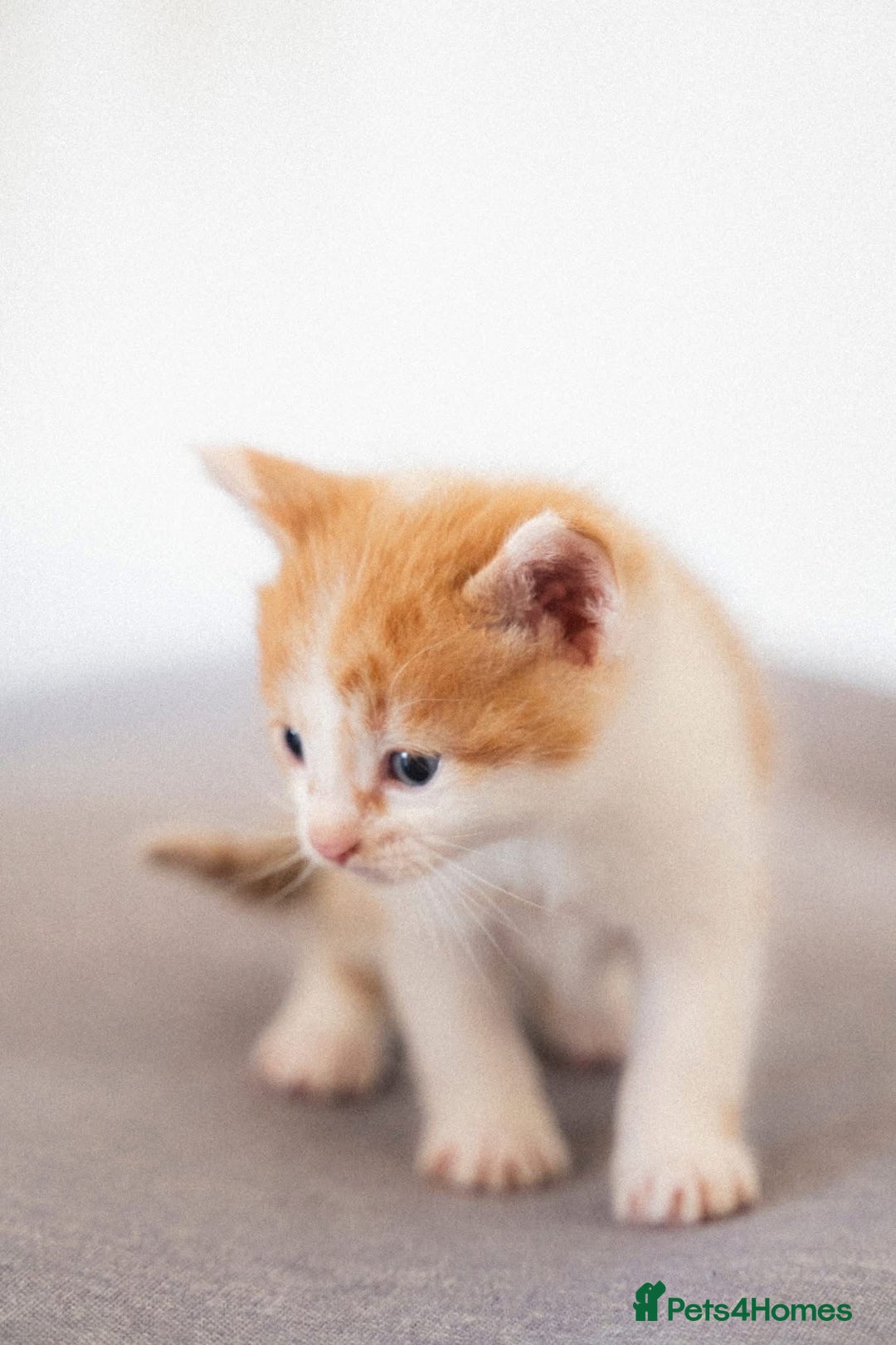 Mixed Breed cats for sale: 4 mixed breed kittens are looking home  - Image 10