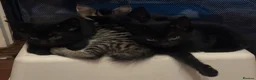 Mixed Breed cats for sale: 3 male kittens  - Advert 5