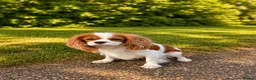 Cavalier King Charles Spaniel dogs for sale: Beautiful KC reg 1 year old girl - Advert 12