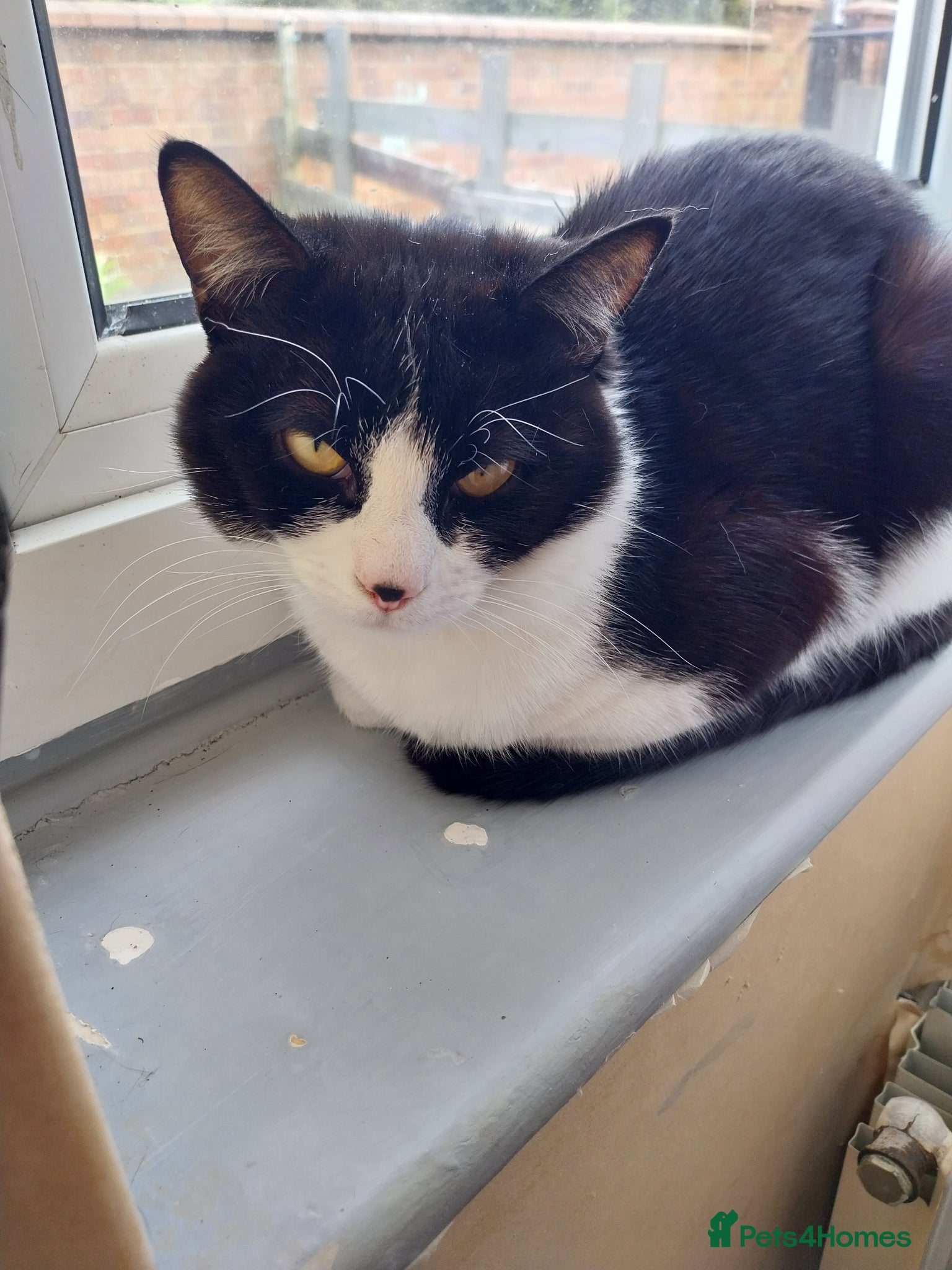 Domestic Shorthair cats Black and White Male - Advert 2