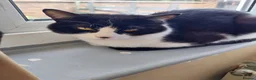 Domestic Shorthair cats for sale: Black and White Male - Advert 1
