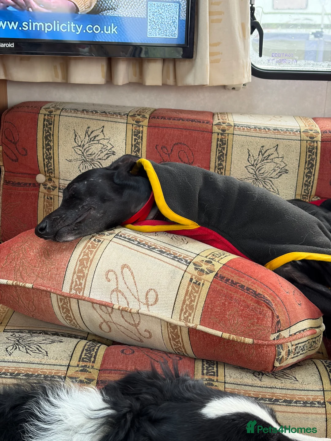 Mixed Breed dogs for sale: Border Collie / Whippet puppies  - Advert 2
