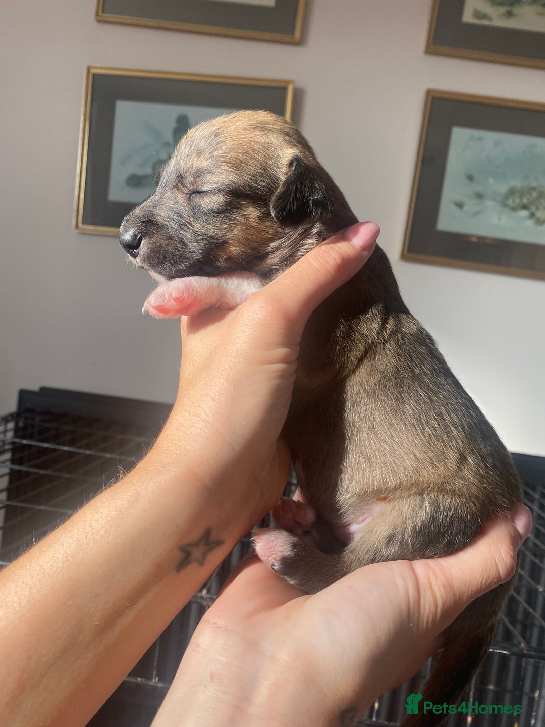 Mixed Breed dogs for sale: Bedlington Whippet cross puppies - Image 7
