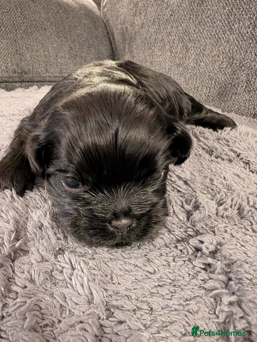 Mixed Breed dogs for sale: Beautiful Shi Tzu Puppies for sale.  - Advert 8