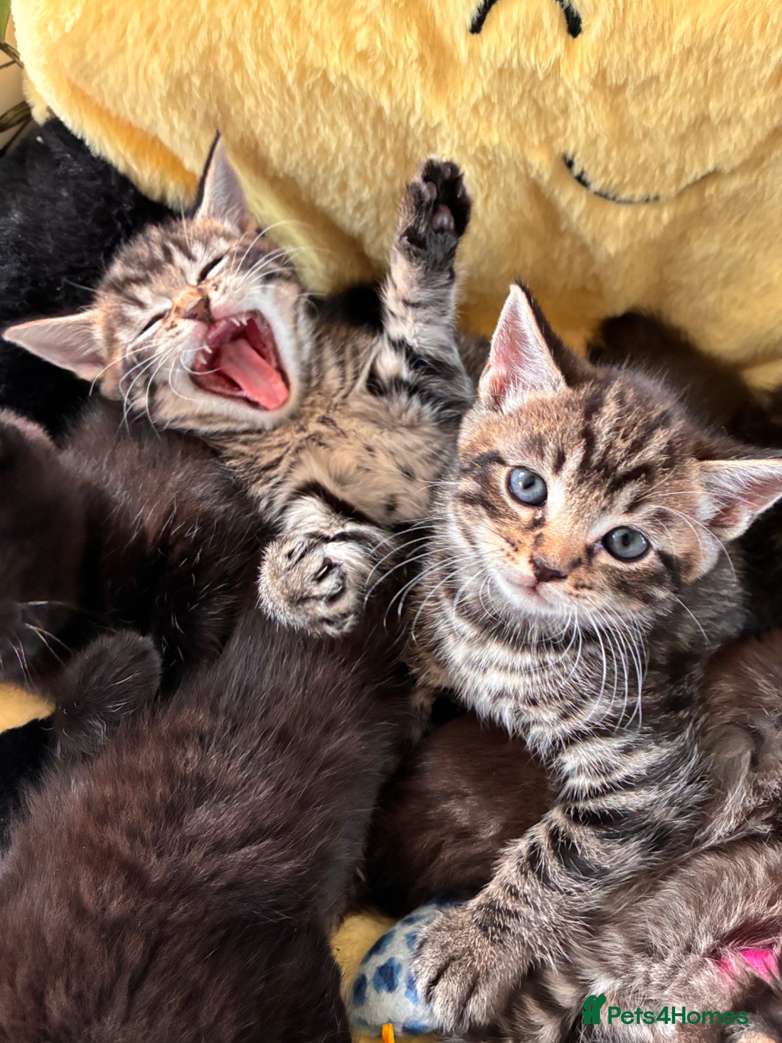 Mixed Breed cats Adorable kittens for sale  - Advert 1