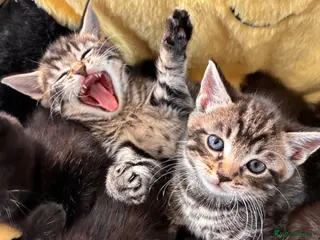 Mixed Breed cats Adorable kittens for sale - Advert 1