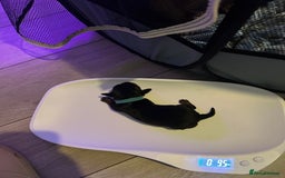 Mixed Breed dogs for sale: Dorkies - Image 4