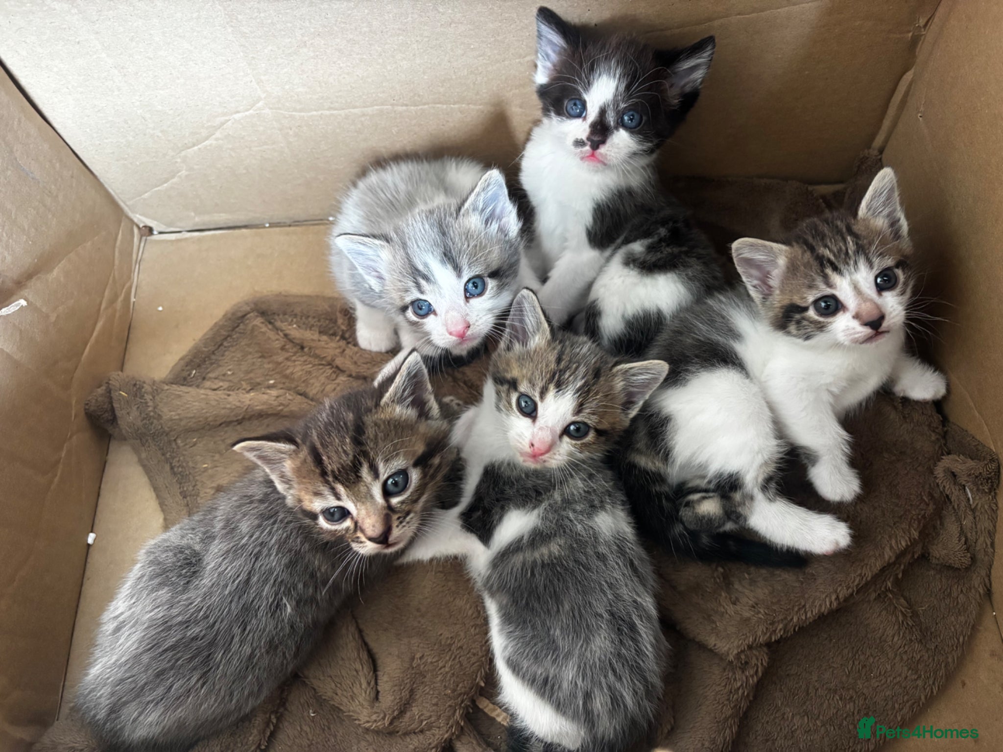 Mixed Breed cats 5 kittens looking for loving home  - Advert 14