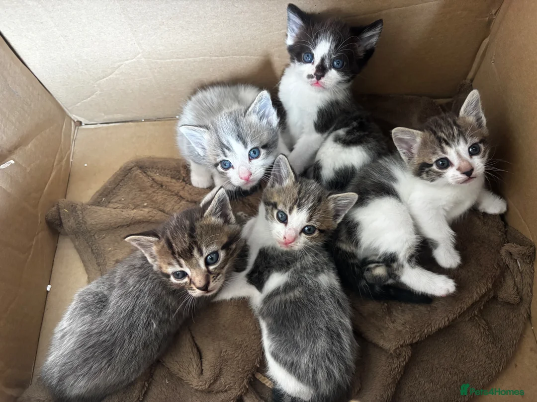 Mixed Breed cats for sale: 5 kittens looking for loving home  - Advert 1