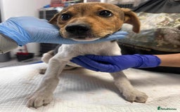 Mixed Breed dogs for adoption: 🥞Pancake🥞is looking for her forever home!  - Image 13
