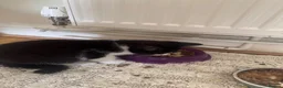 Domestic Shorthair cats for sale: tuxedo loving girl looking for a new home  - Advert 6