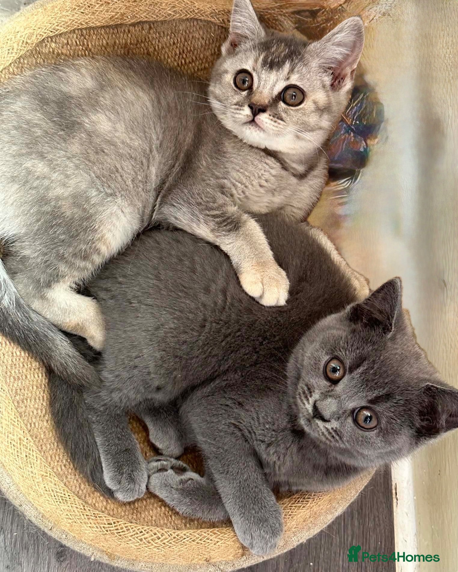 British Shorthair cats British shorthair kittens  - Advert 11