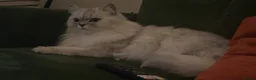Persian cats for sale: LOVING CAT NEEDS REHOMING  - Advert 4