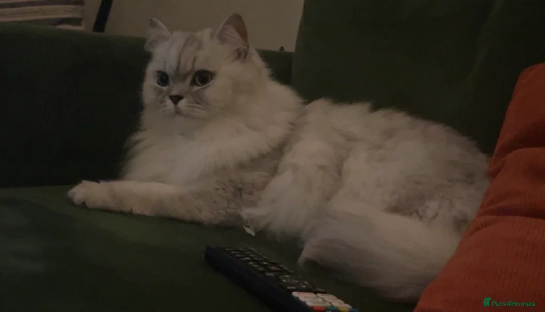 Persian cats for sale: LOVING CAT NEEDS REHOMING  - Advert 4