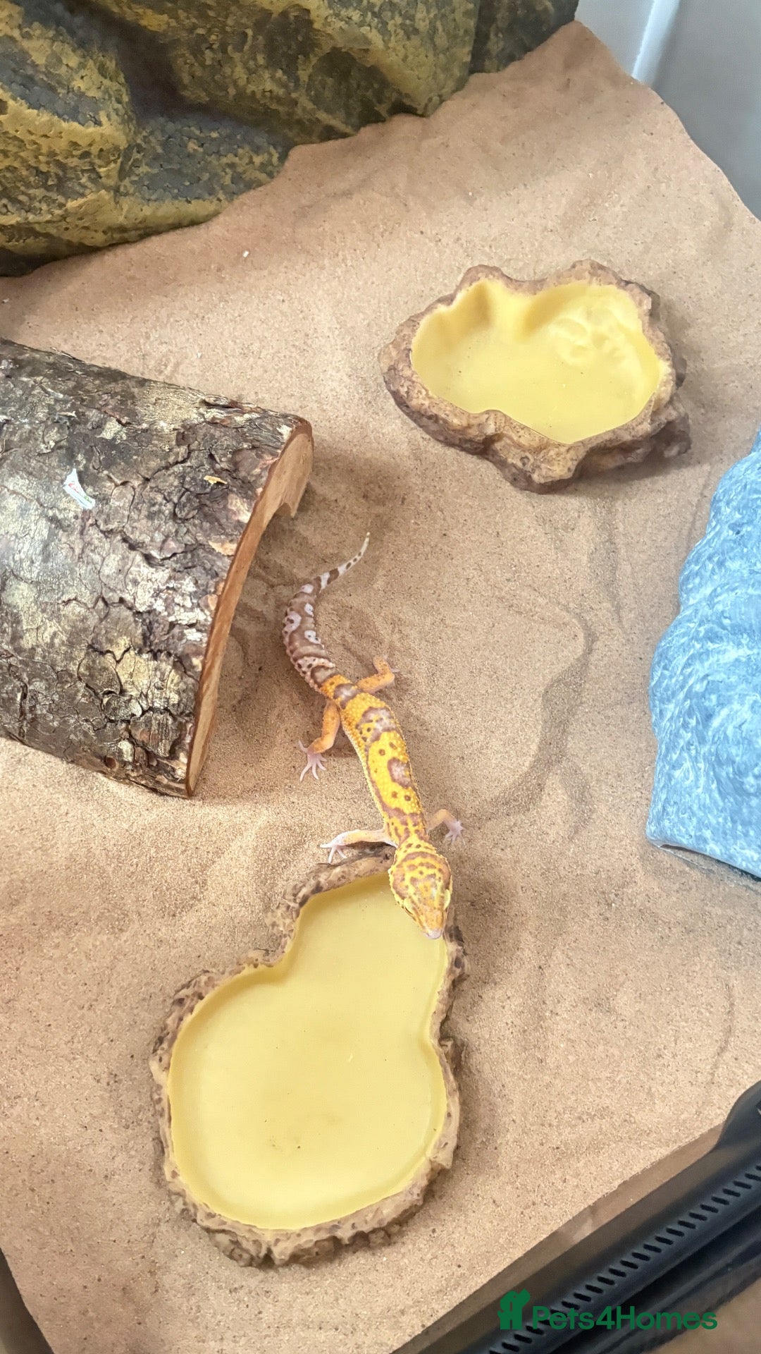 Leopard Gecko reptiles Albino Leopard Gecko - Advert 1