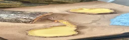 Leopard Gecko reptiles for sale: Albino Leopard Gecko in Penrith - Advert 1