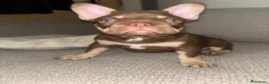 French Bulldog 2