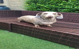 Dachshund dogs for sale: Lili  - Image 3