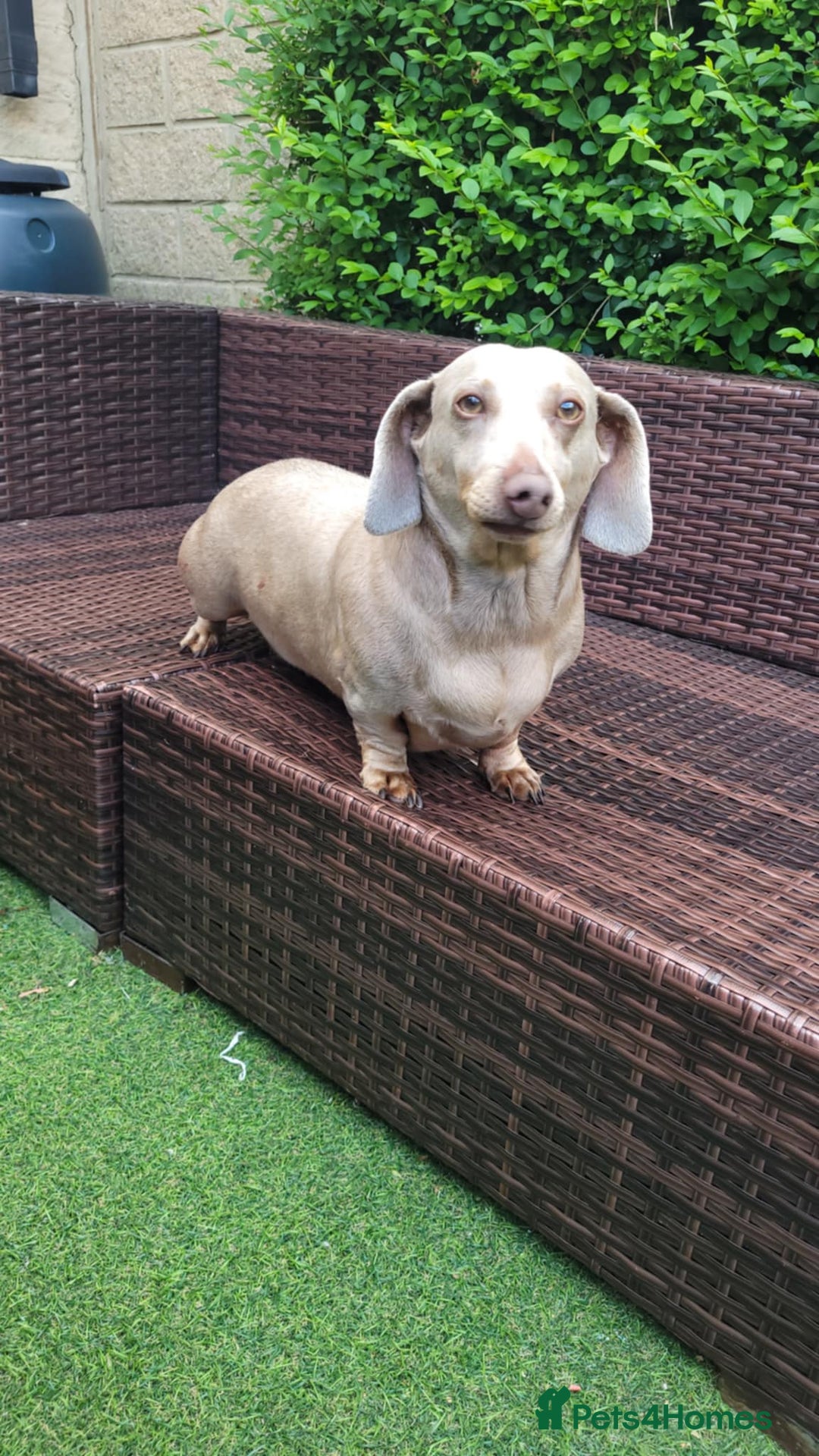 Dachshund dogs for sale: Lili  - Image 3