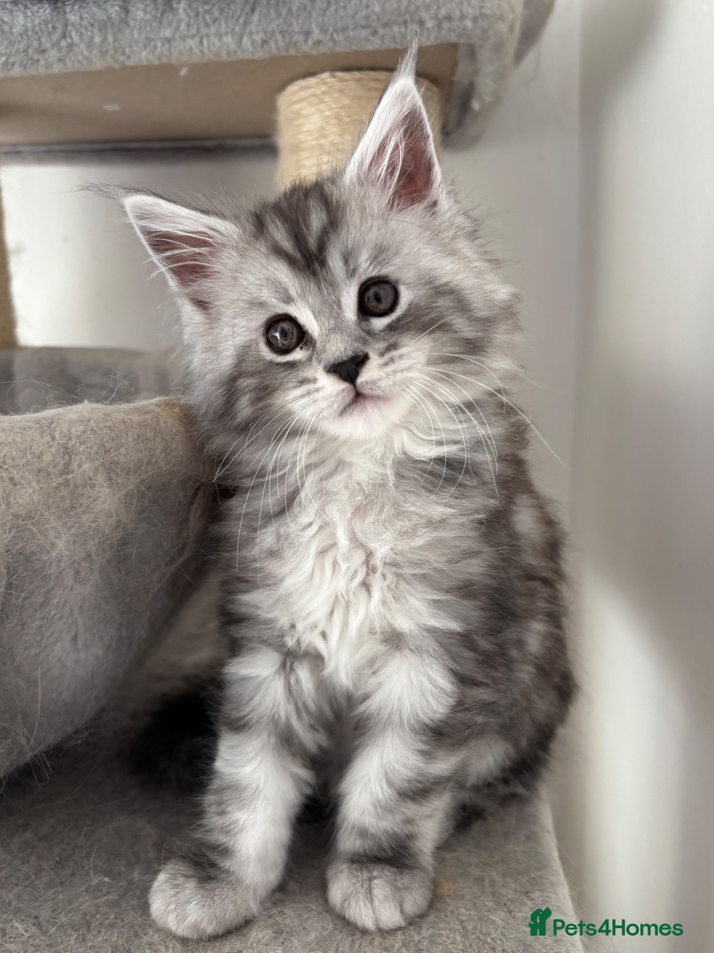Maine Coon cats Stunning litter of Maine coon babies!  - Advert 17