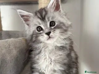 Maine Coon cats Stunning litter of Maine coon babies! - Advert 17