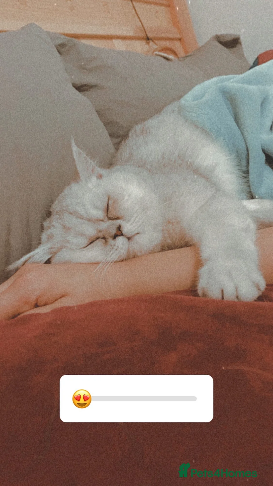Persian cats for sale: Persian cat for sale  in Edgware - Advert 3