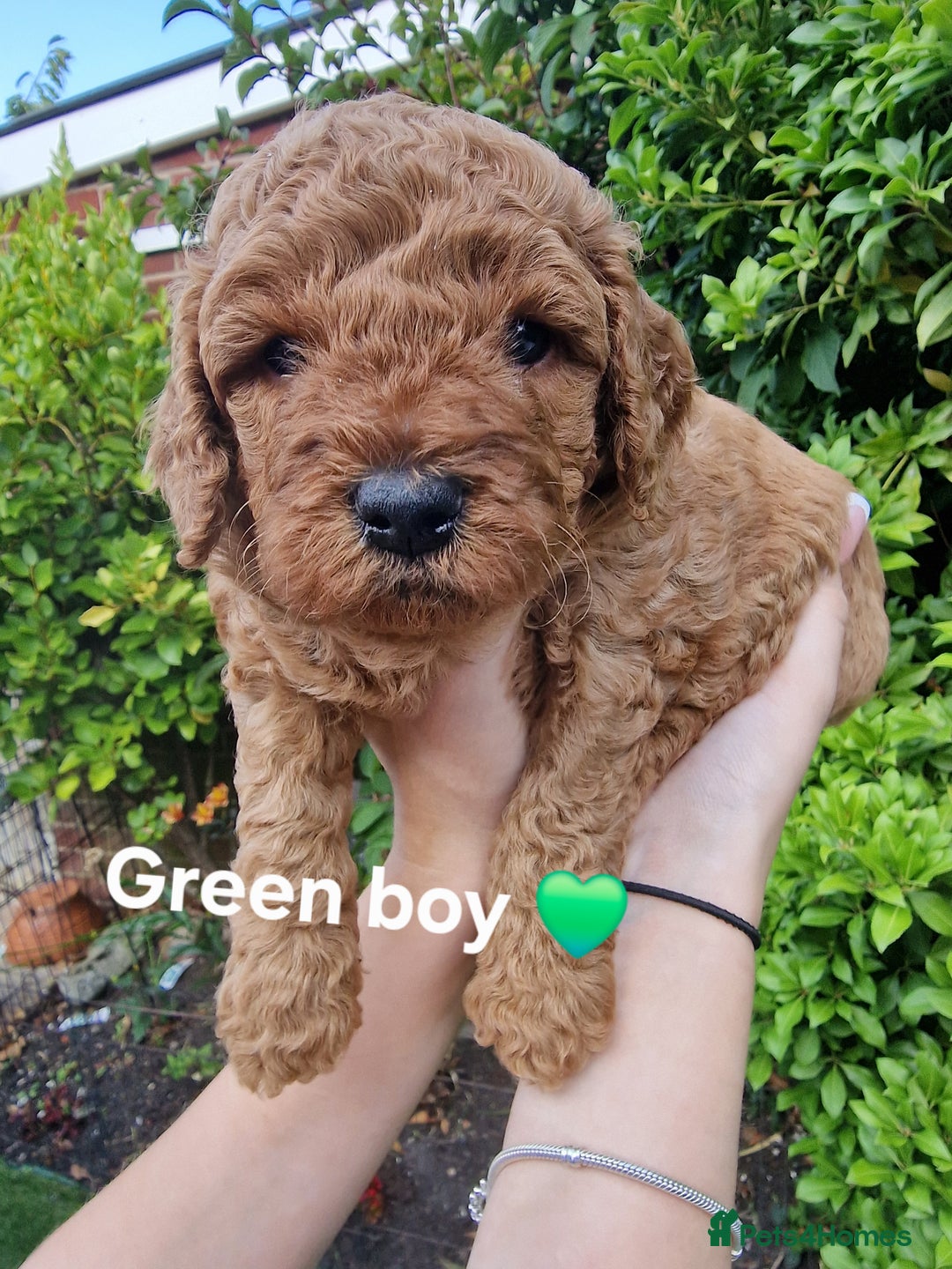Cavapoochon dogs for sale: F1b Cavapoochon Puppies – 3 Boys Ready to Reserve - Image 8