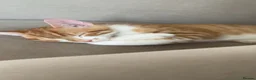 Mixed Breed cats for sale: Kitten for sale - Advert 6