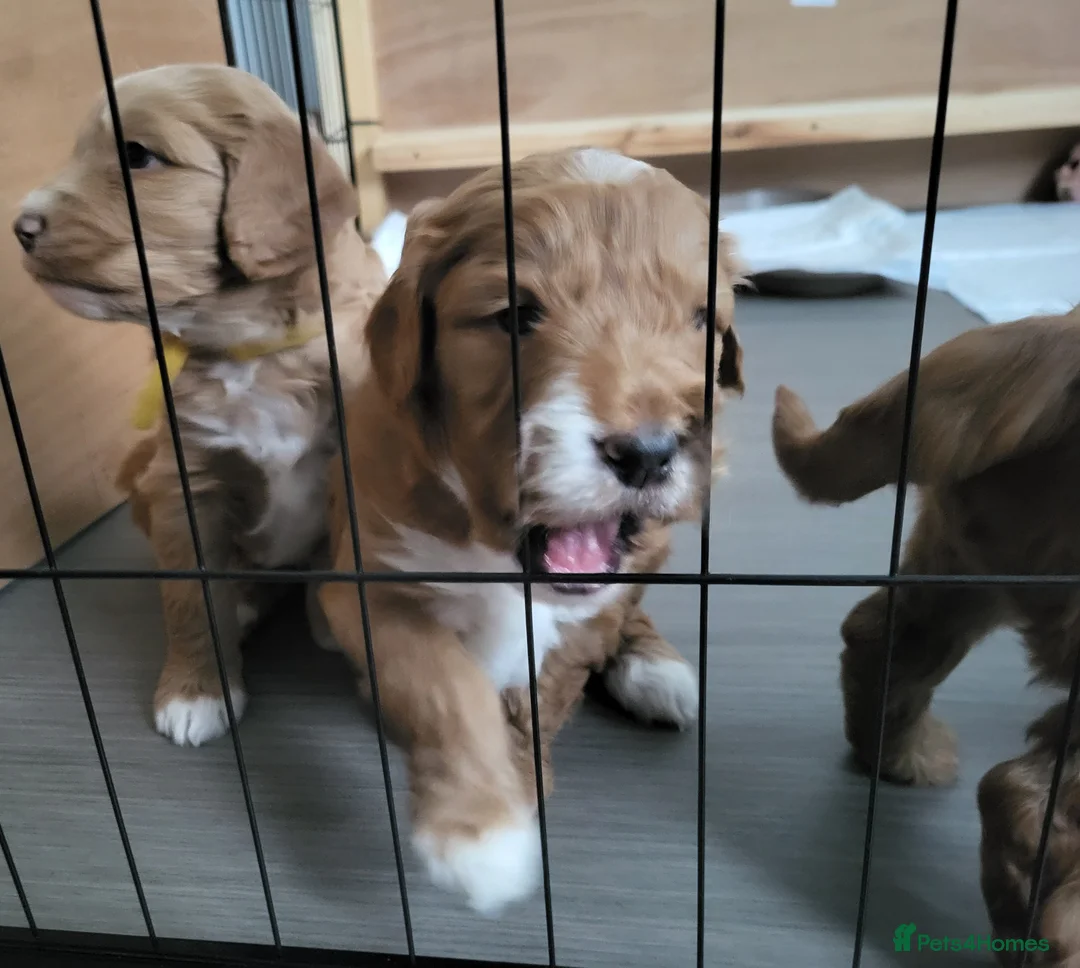 Goldendoodle dogs for sale: Goldendoodle-ONLY THIS BEAUTY LEFT  - Advert 18