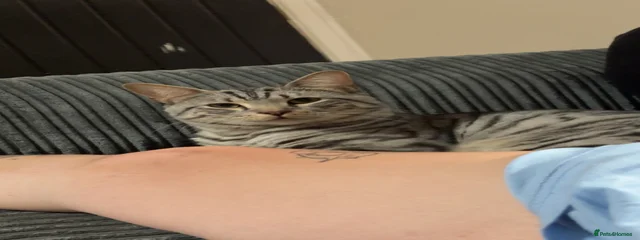 Zaza
