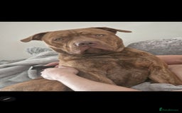 Mixed Breed dogs for sale: Meet Nelson - Image 7