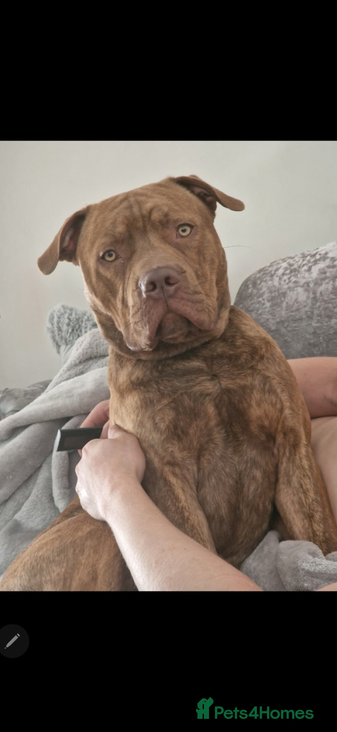 Mixed Breed dogs for sale: Meet Nelson - Image 7