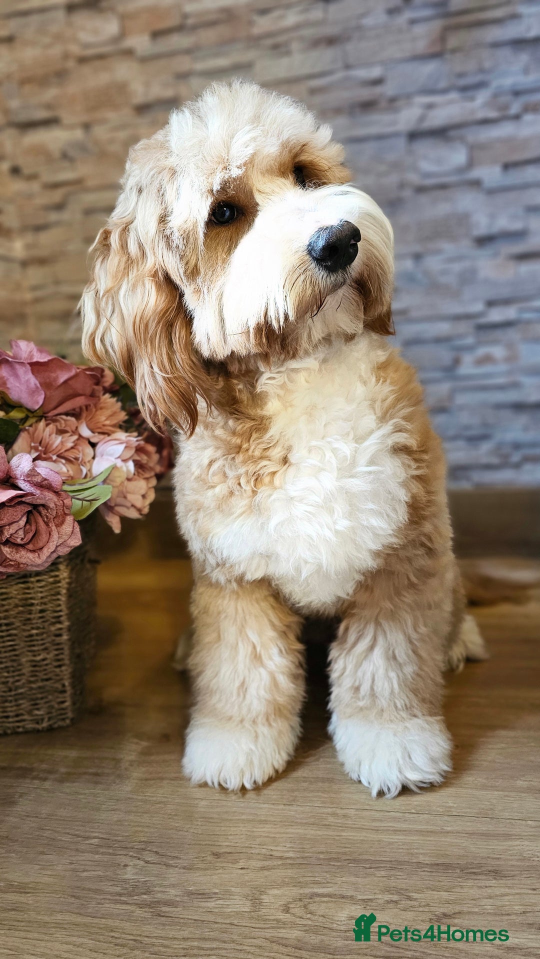 Labradoodle dogs for stud: STUNNING AUSTRALIAN LABRADOODLES HIP 0/0 ELBOW 0/0 - Advert 19