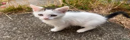 Mixed Breed cats for sale: Two Kittens  - Advert 4
