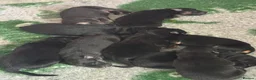 German Shepherd dogs for sale: German shepherd puppies long hair… - Advert 19