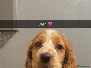 Cocker Spaniel dogs Cocker spaniel girls for sale - Advert 2