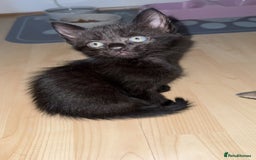 Domestic Shorthair cats for sale: 🐾Gorgeous Tabby & Sleek Black Kitten Duo🐾 - Image 4