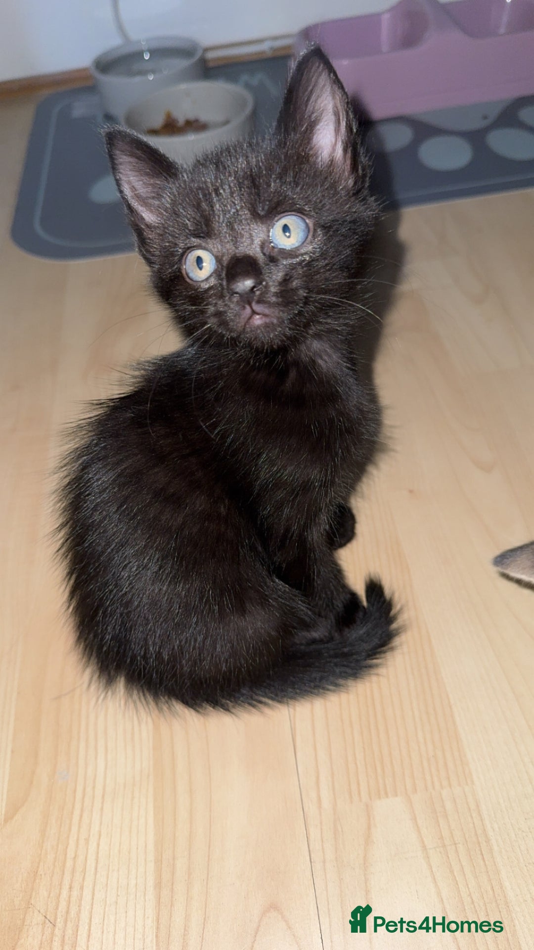 Domestic Shorthair cats for sale: 🐾Gorgeous Tabby & Sleek Black Kitten Duo🐾 - Image 4