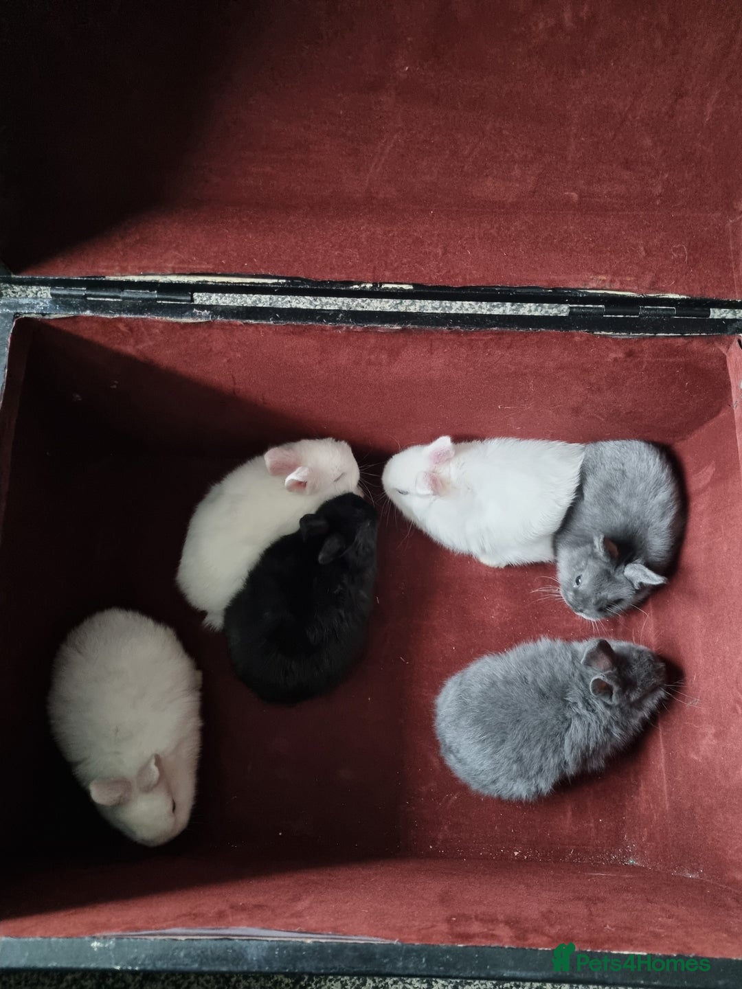 Mixed Breed rabbits for sale: Baby rabbits - Advert 6