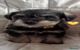 Miniature Schnauzer dogs for sale: Miniature Schnauzer Pups (White & Salt’n’Pepper) - Image 6