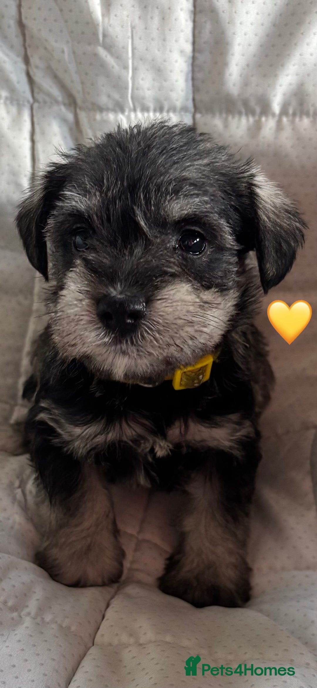 Miniature Schnauzer dogs for sale: Miniature Schnauzer Pups (White & Salt’n’Pepper) - Image 6