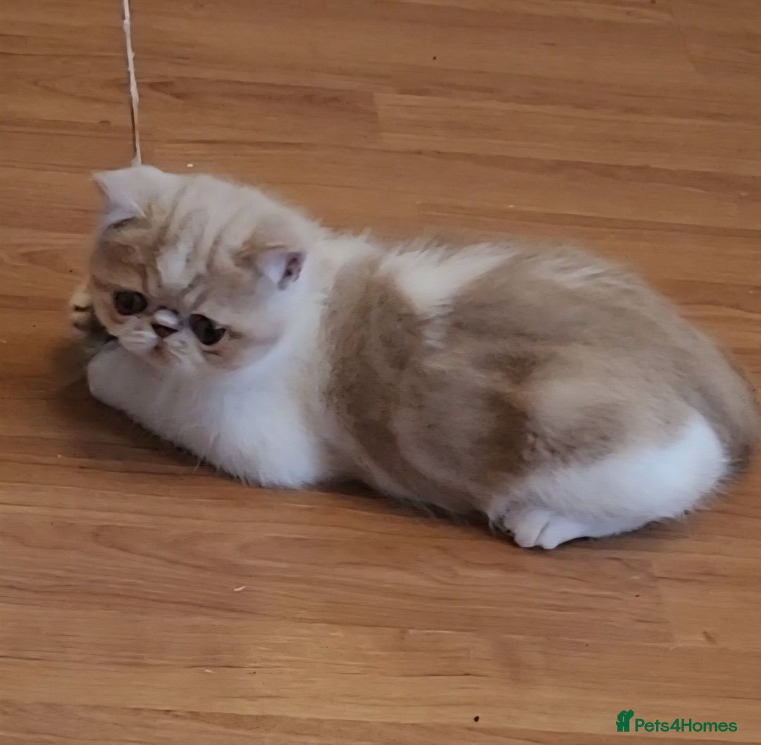 Exotic cats for sale: OUTSTANDING  QUALITY EXOTIC  KITTENS - Advert 6