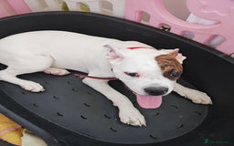 American Bulldog dogs for sale: American bulldog - Image 2