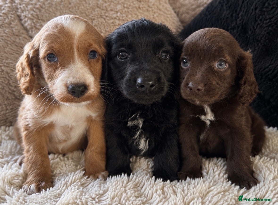 Cockapoo dogs Stunning cockapoos  - Advert 10