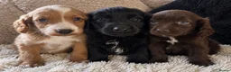 Cockapoo dogs for sale: Stunning cockapoos  - Advert 1