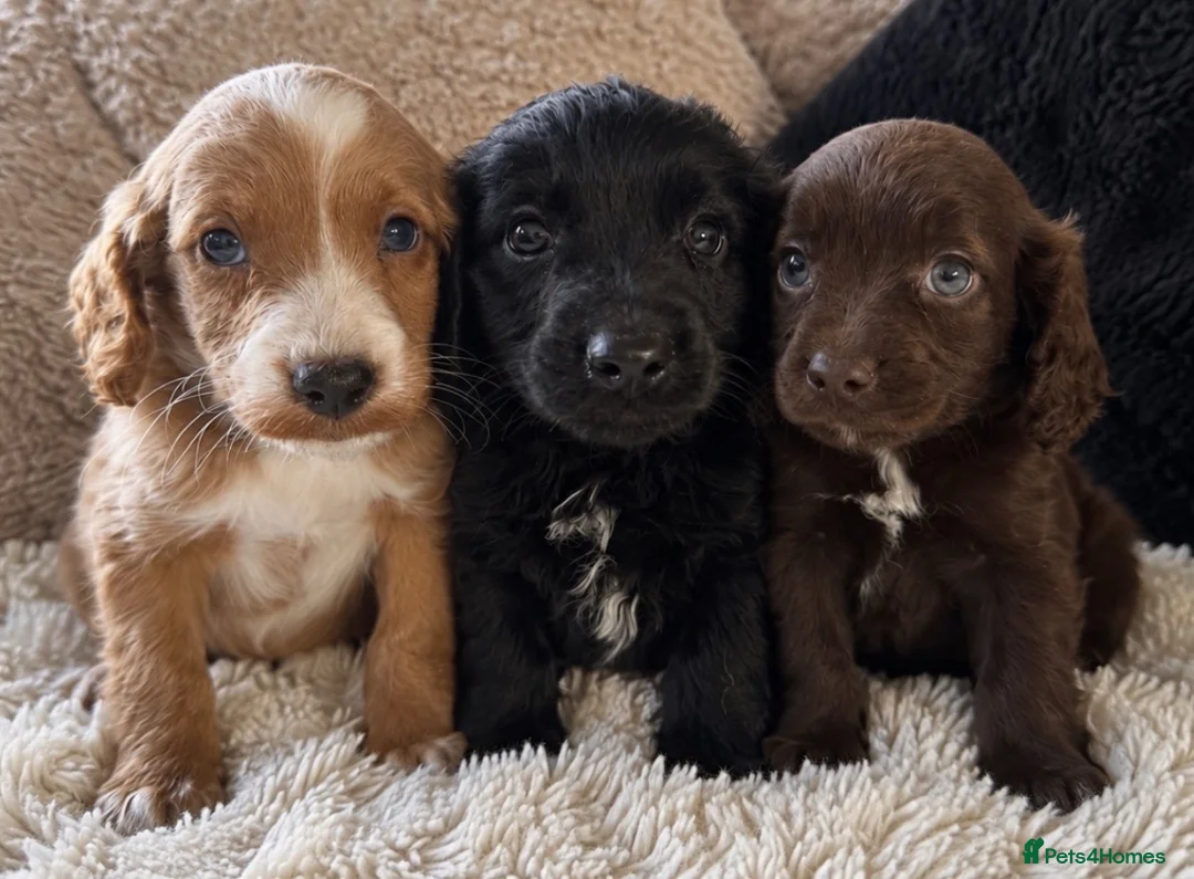 Cockapoo dogs for sale: Stunning cockapoos  - Advert 1