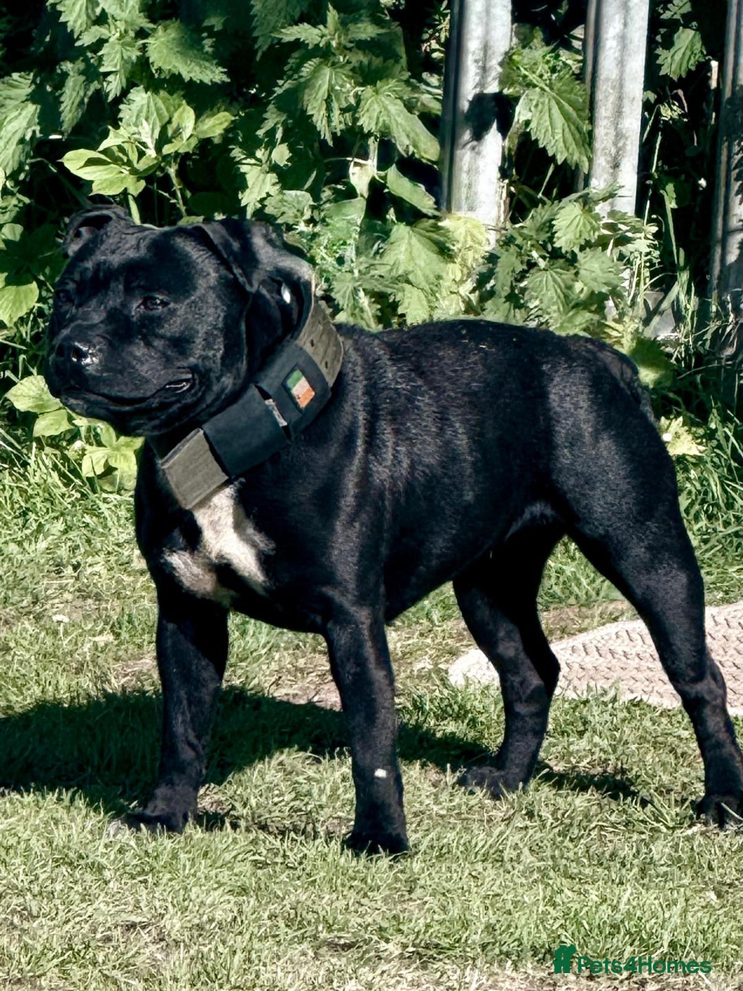 Staffordshire Bull Terrier dogs for sale: Stunning Staffordshire Bull Terrier Pups  - Advert 3