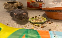 Rat rodents for sale: Four cute friendly brothers  - Advert 7