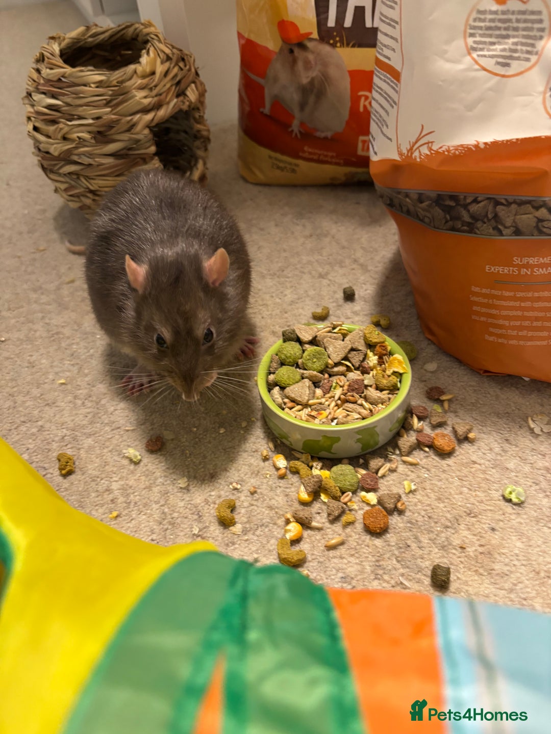 Rat rodents for sale: Four cute friendly brothers  - Advert 7